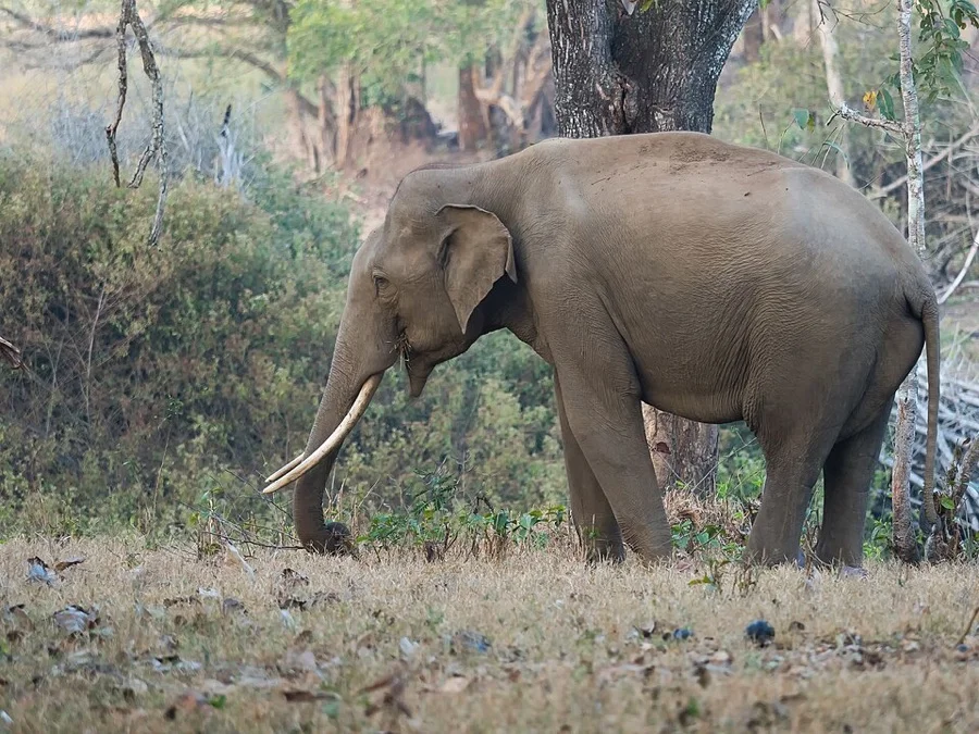 Asian Elephant - State Animal of Karnataka