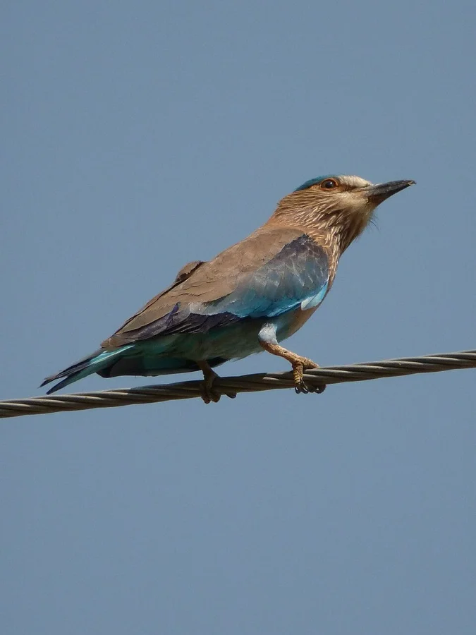 Indian Roller - State Bird of Karnataka