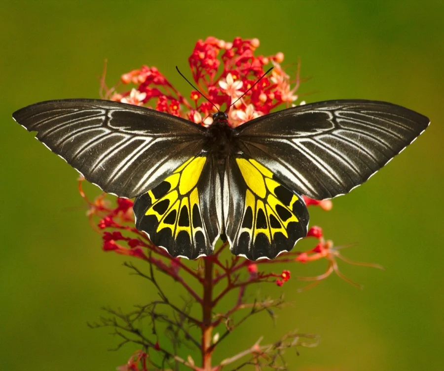 Southern Birdwing - State Butterfly of Karnataka