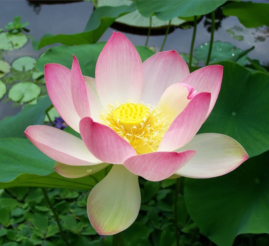 Sacred Lotus - State Flower of Karnataka