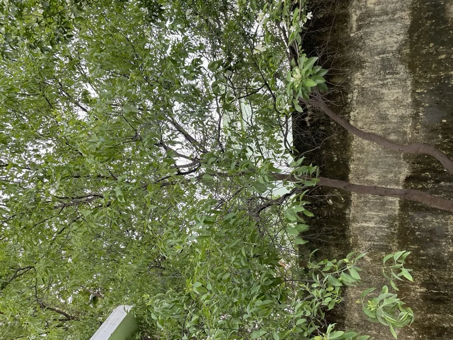 Indian Sandalwood - State Tree of Karnataka