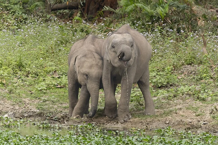 Indian Elephant - State Animal of Kerala