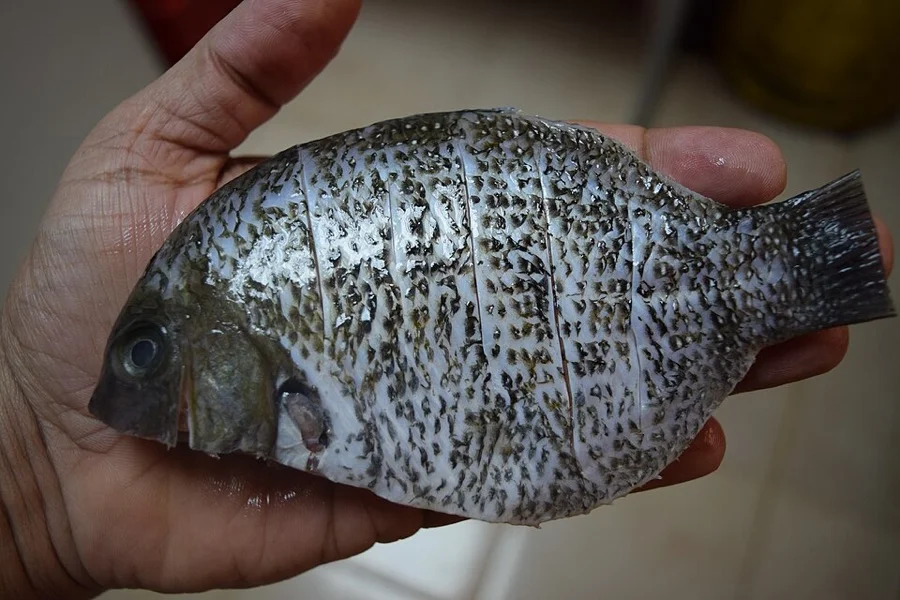 Green Chromide / Pearl Spot - State Fish of Kerala