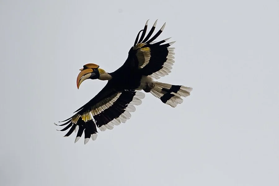 Great Hornbill - State Bird of Kerala
