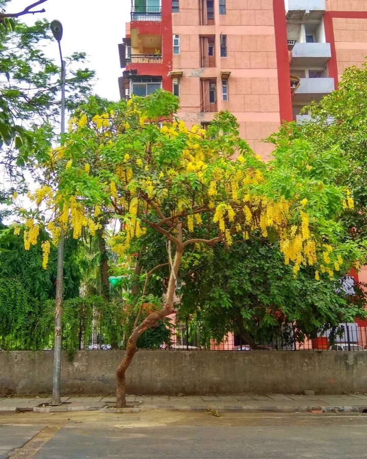 Golden Shower / Kanikkonna - State Flower of Kerala