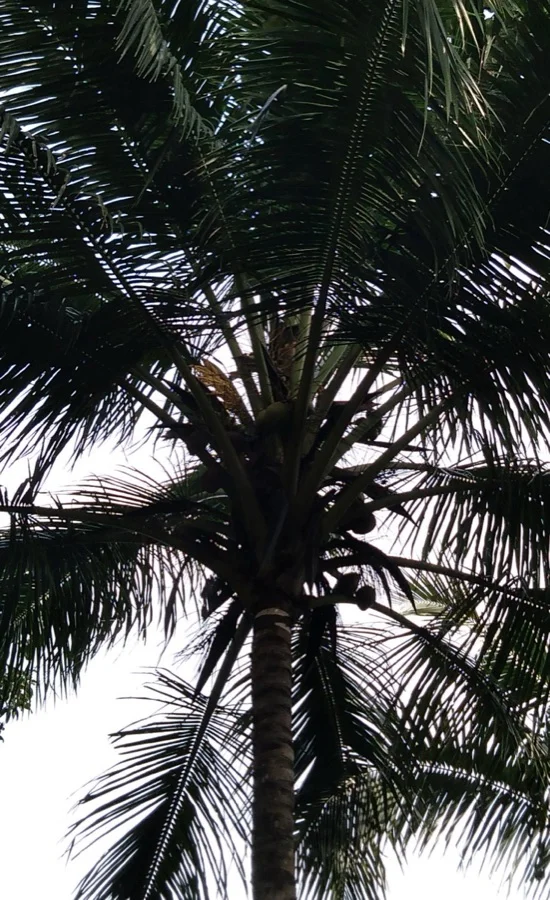 Coconut Palm - State Tree of Kerala