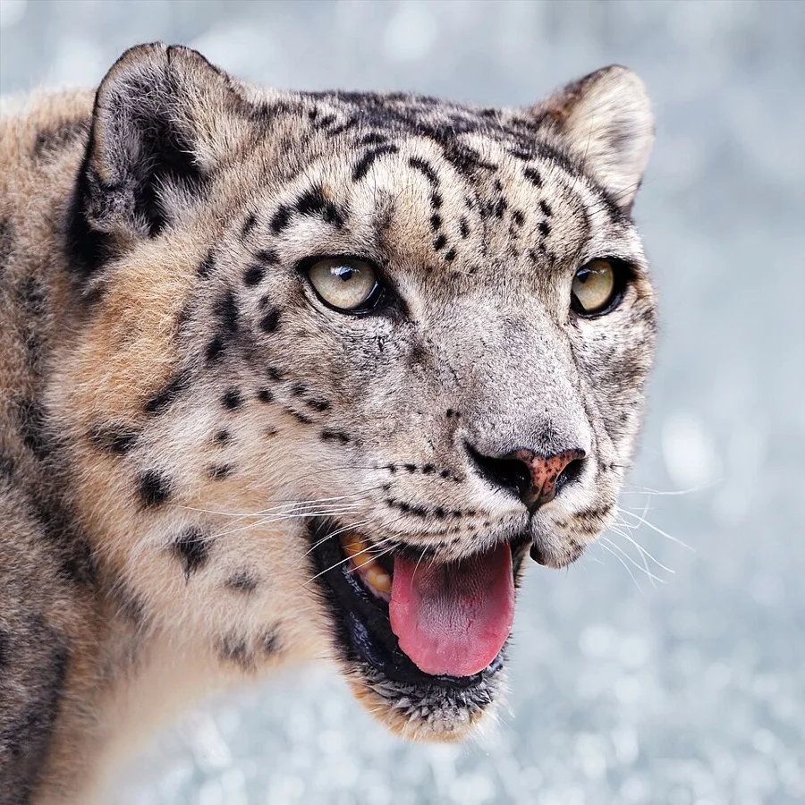 Snow Leopard - State Animal of Ladakh