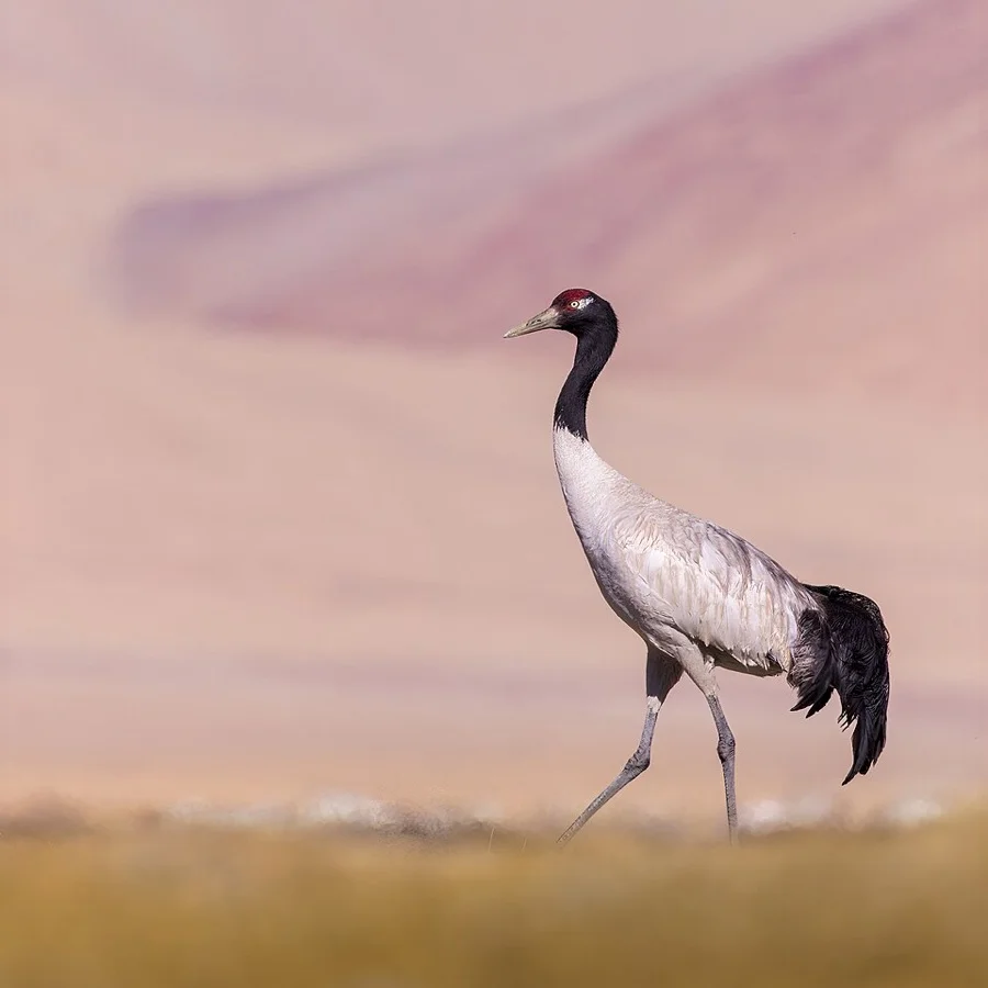 Black-necked Crane - State Bird of Ladakh