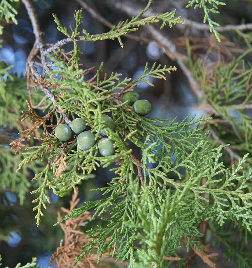 Ladakh Juniper / Shupka - State Tree of Ladakh