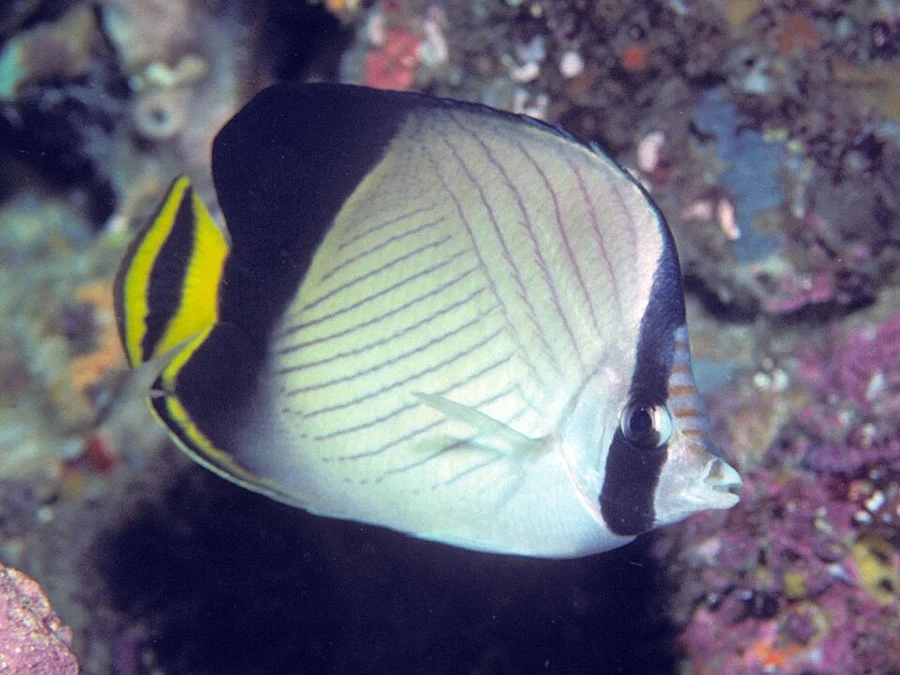 Butterflyfish - State Animal of Lakshadweep