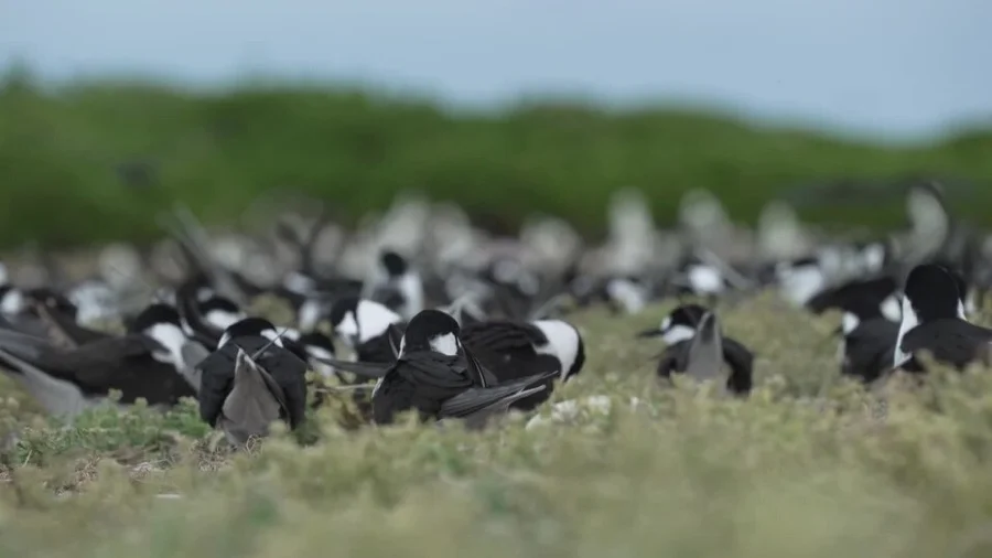 Sooty Tern - State Bird of Lakshadweep