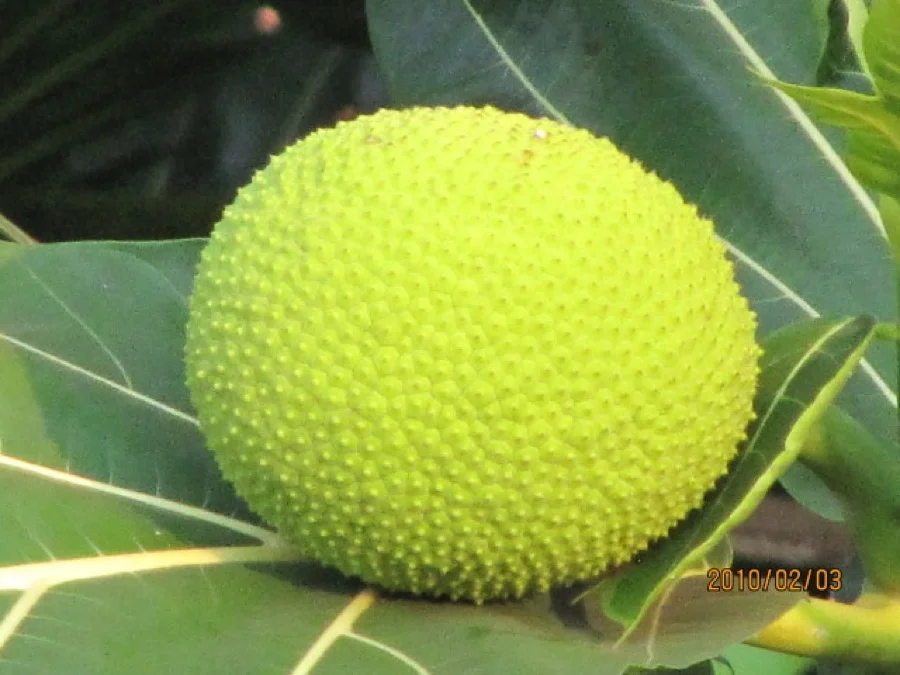 Breadfruit Tree - State Tree of Lakshadweep