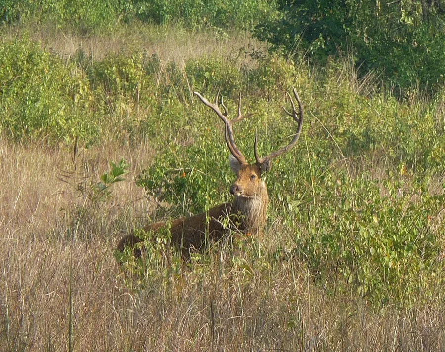 Swamp Deer / Barasingha - State Animal of Madhya Pradesh