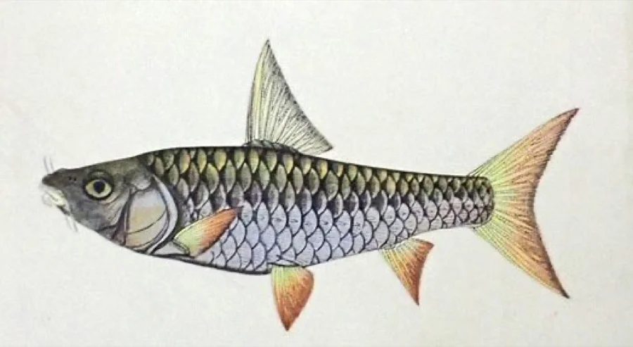 Tor Mahseer - State Fish of Madhya Pradesh