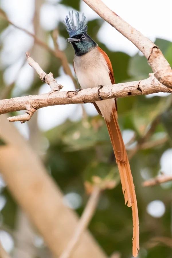 Asian Paradise Flycatcher / Dudhraj - State Bird of Madhya Pradesh