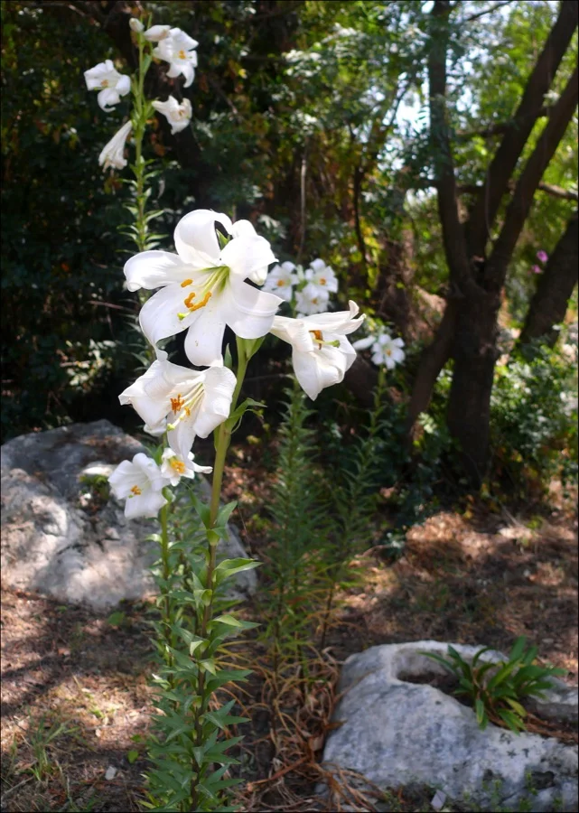 Madonna White Lily - State Flower of Madhya Pradesh