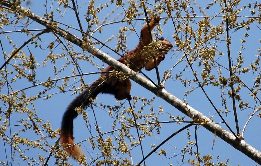 Indian Giant Squirrel / Shekru - State Animal of Maharashtra