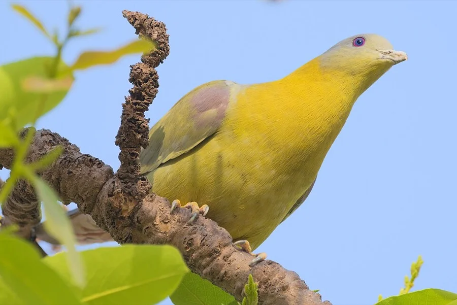 Yellow-footed Green Pigeon / Hariyal - State Bird of Maharashtra