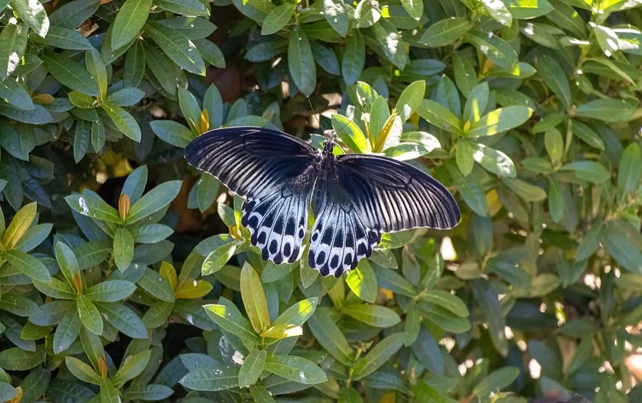 Blue Mormon - State Butterfly of Maharashtra