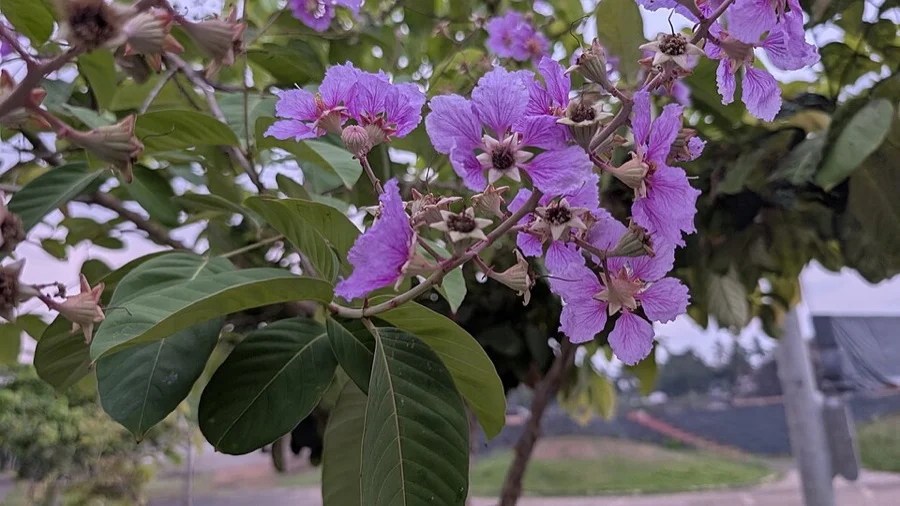 Jarul / Pride of India - State Flower of Maharashtra
