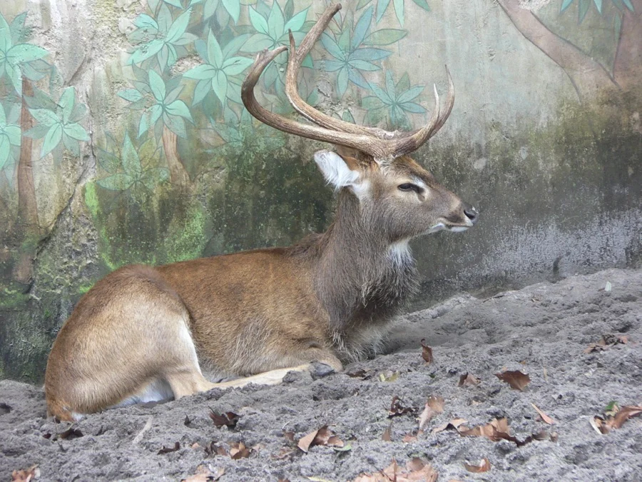 Sangai / Brow-antlered Deer - State Animal of Manipur