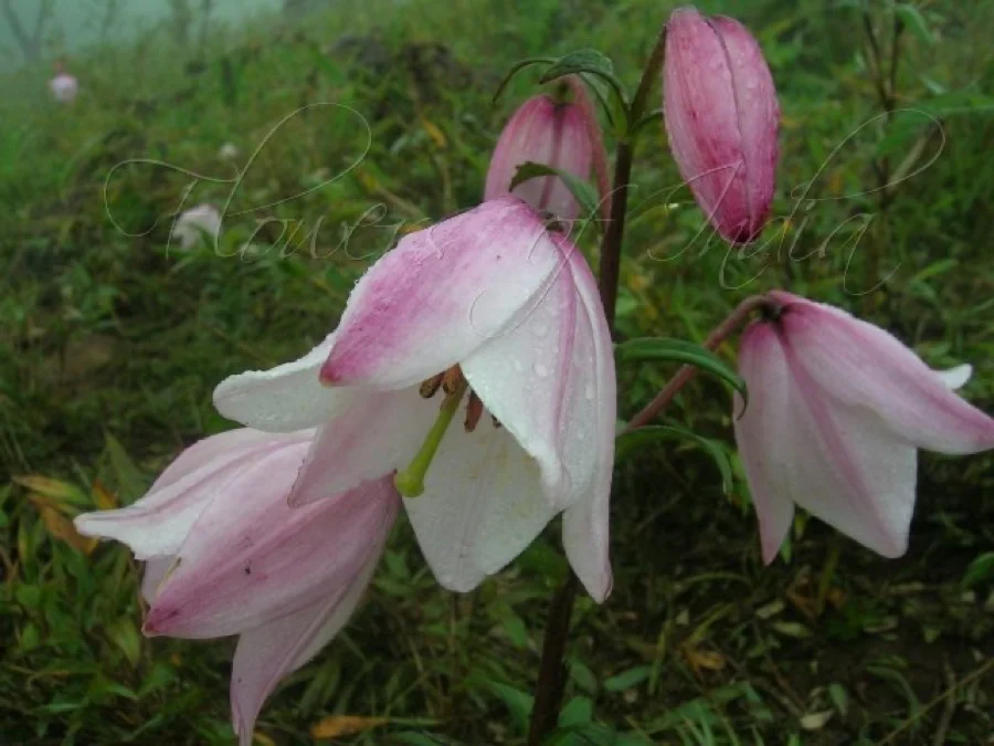 Shirui Lily - State Flower of Manipur