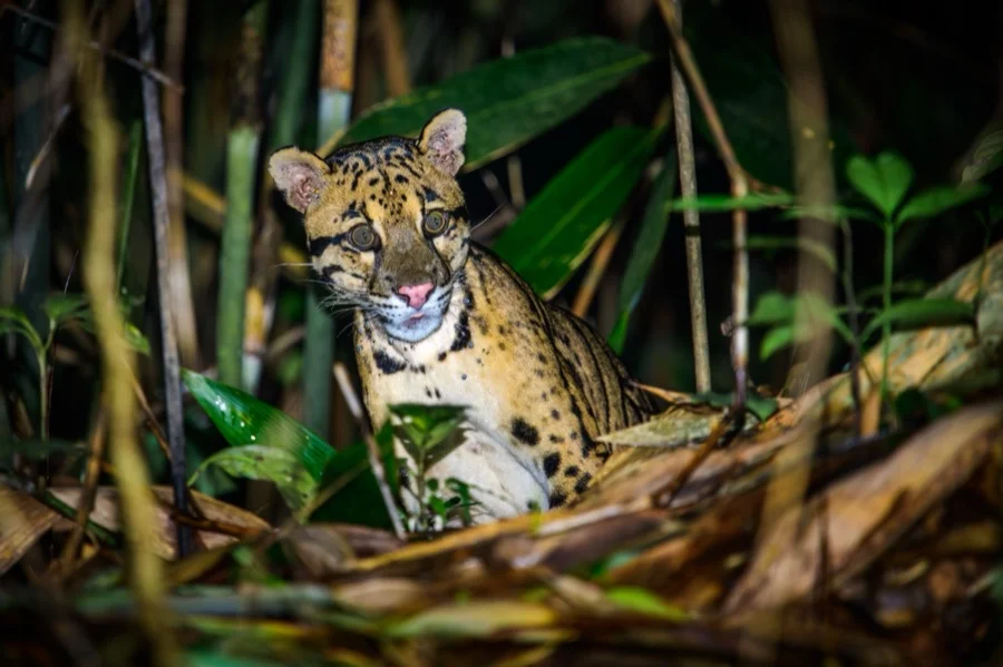 Clouded Leopard - State Animal of Meghalaya