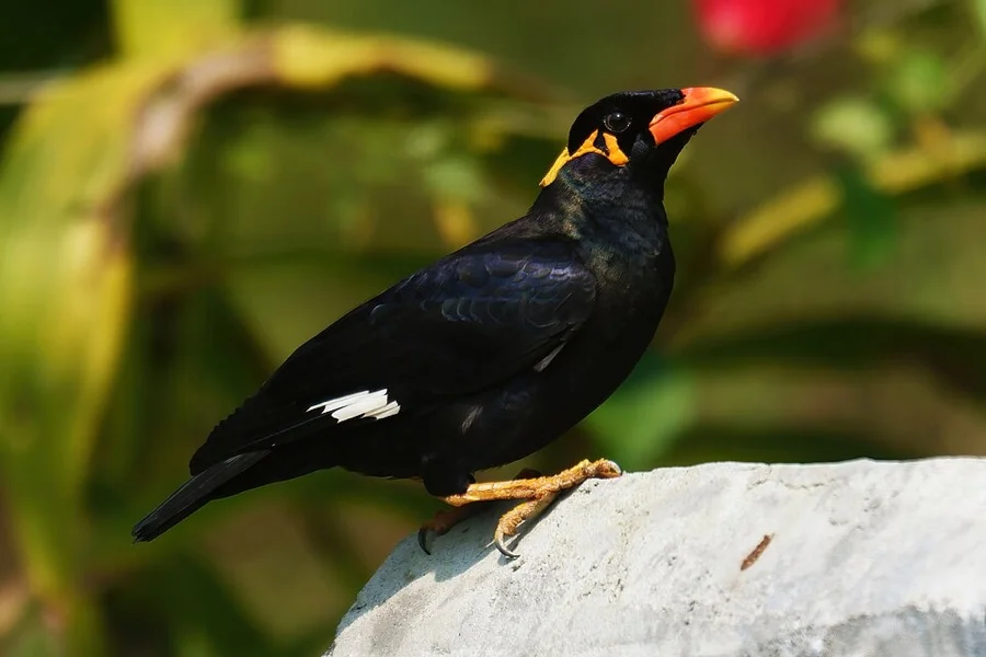 Hill Myna - State Bird of Meghalaya