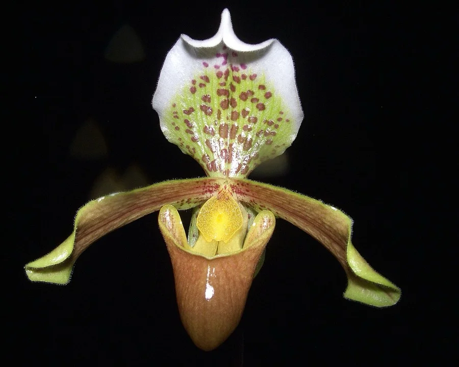 Lady's Slipper Orchid - State Flower of Meghalaya