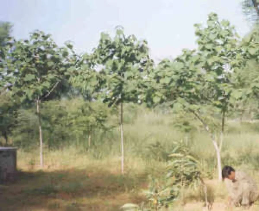White Teak / Gamhar - State Tree of Meghalaya
