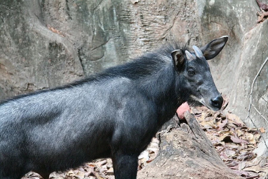 Sumatran Serow / Saza - State Animal of Mizoram