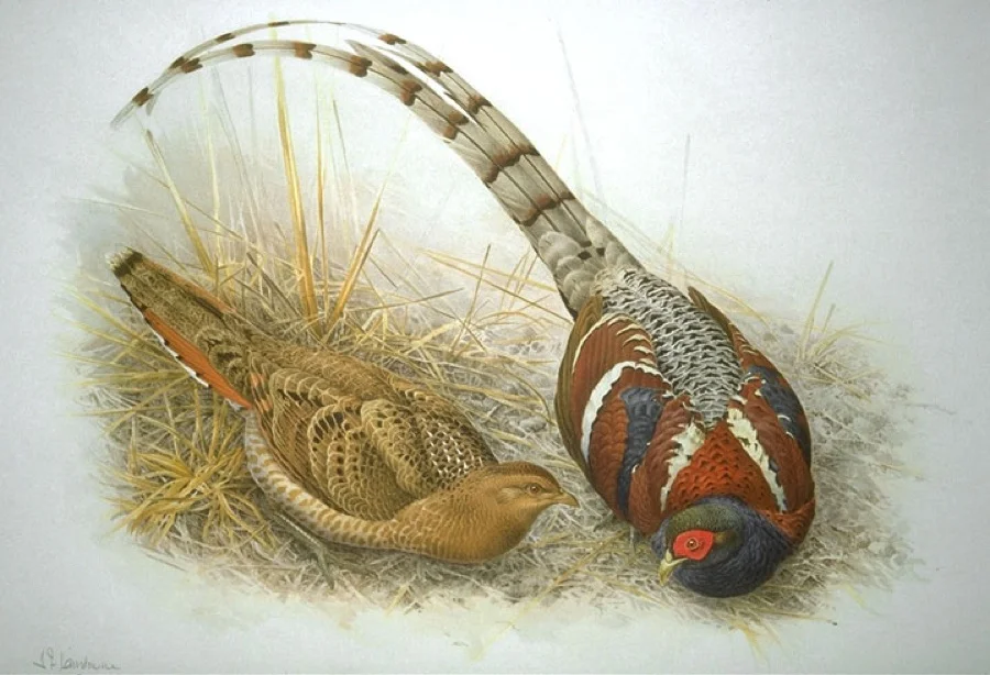 Mrs. Hume's Pheasant / Vavu - State Bird of Mizoram