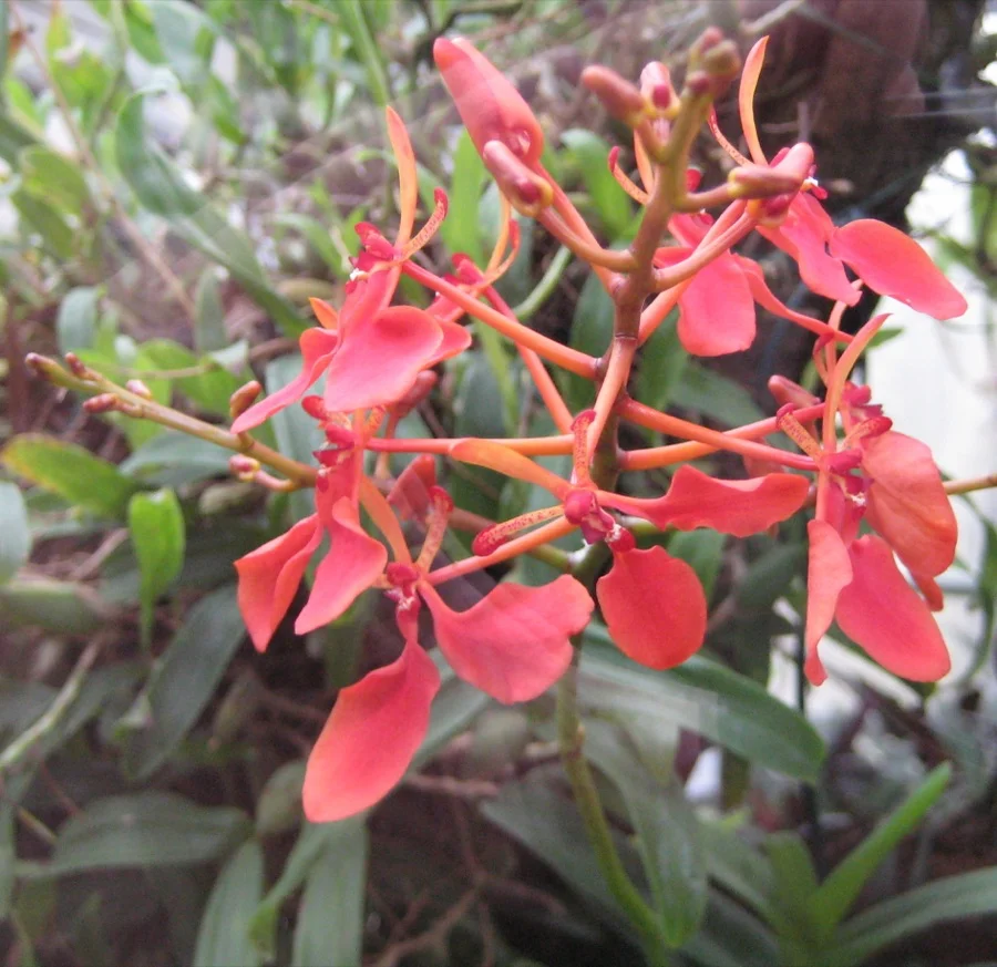 Red Vanda Orchid / Senhri - State Flower of Mizoram