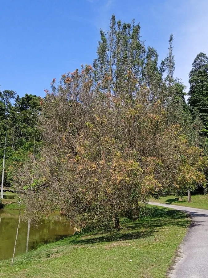 Ironwood Tree / Herse - State Tree of Mizoram
