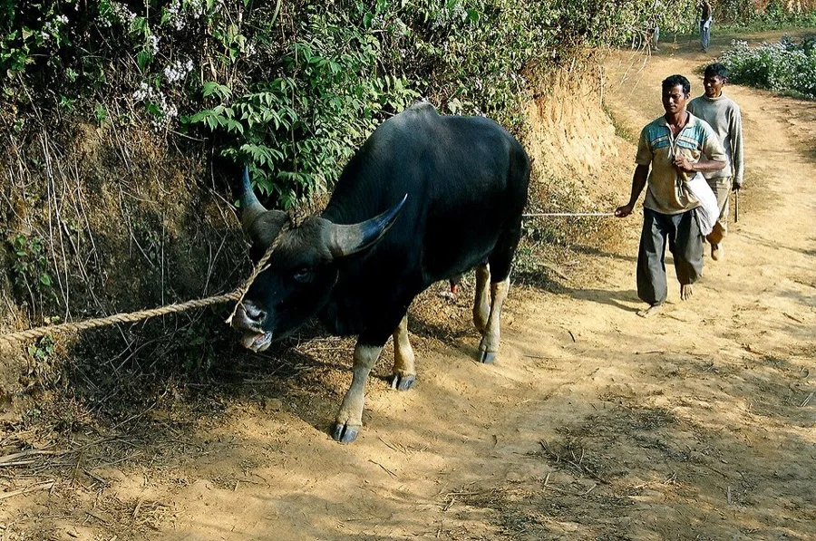 Mithun / Gayal - State Animal of Nagaland