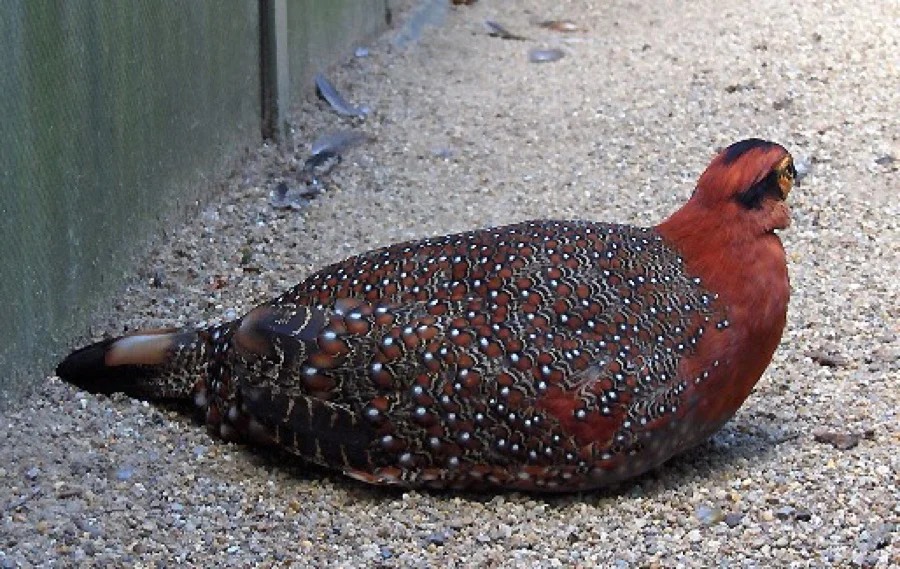 Blyth's Tragopan - State Bird of Nagaland