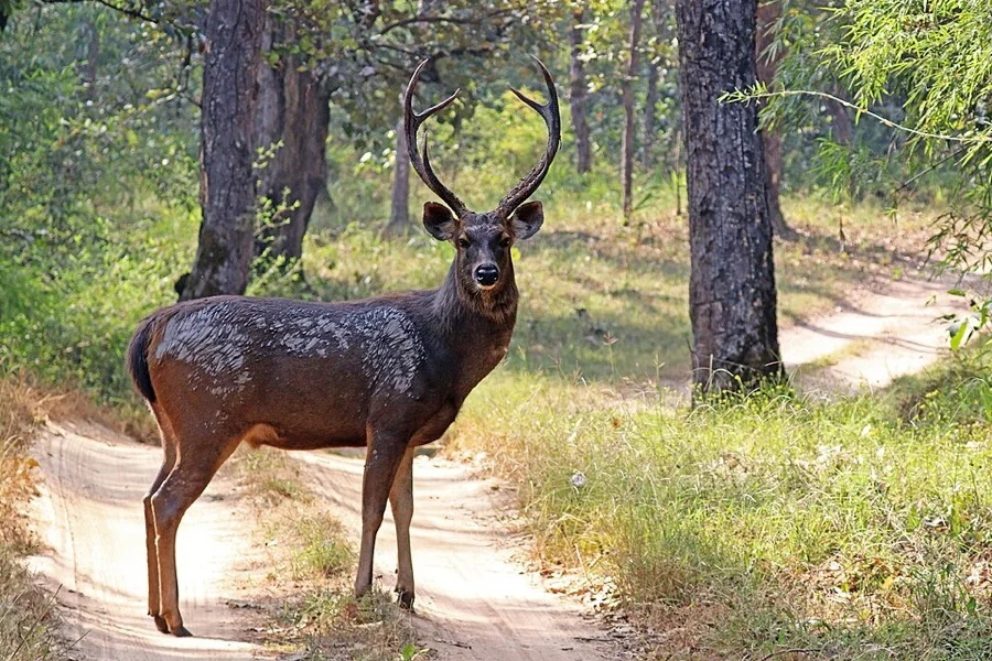Sambar Deer - State Animal of Odisha