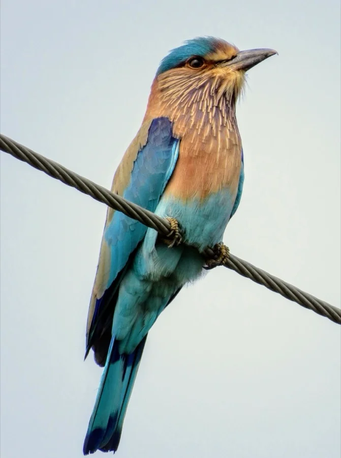 Indian Roller - State Bird of Odisha