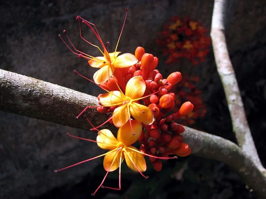 Ashoka Flower - State Flower of Odisha