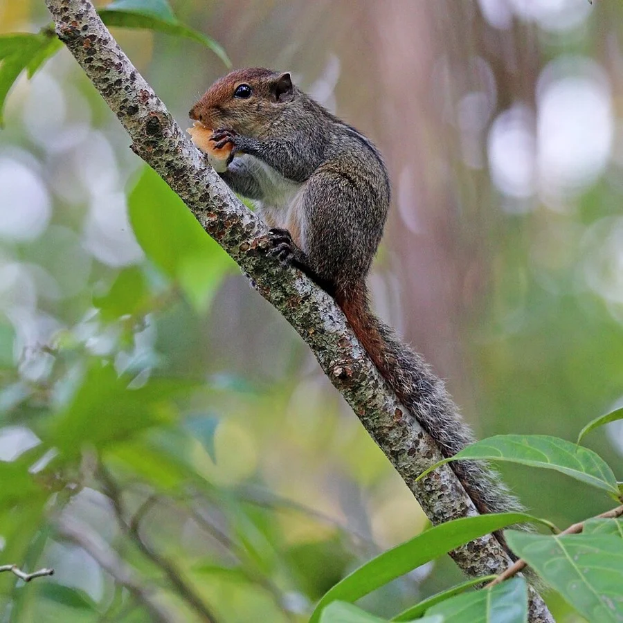 Indian Palm Squirrel - State Animal of Puducherry