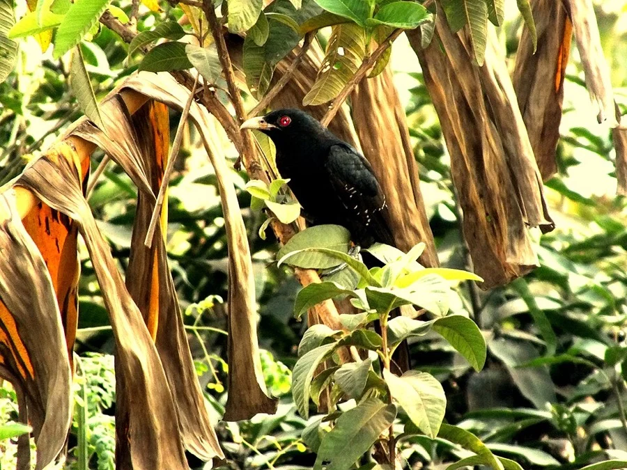 Asian Koel - State Bird of Puducherry