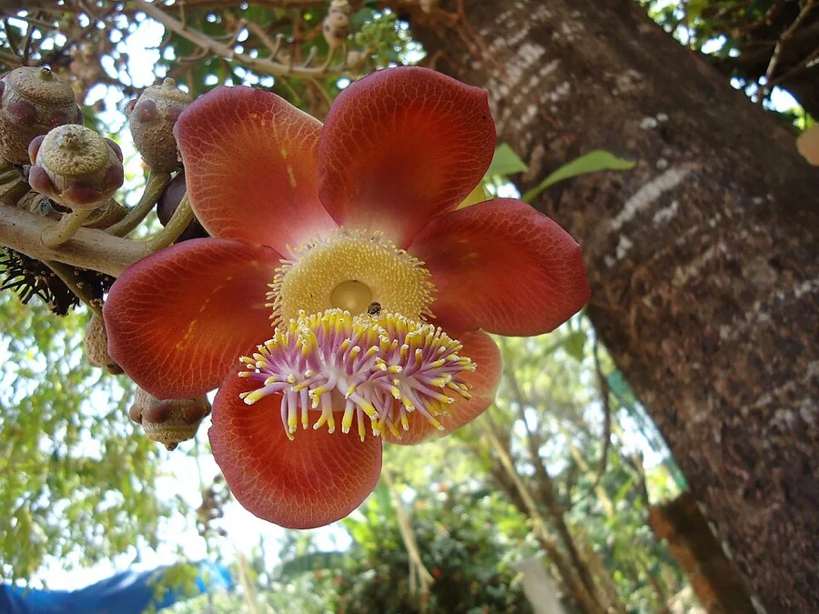 Cannonball Flower / Nagalingam - State Flower of Puducherry