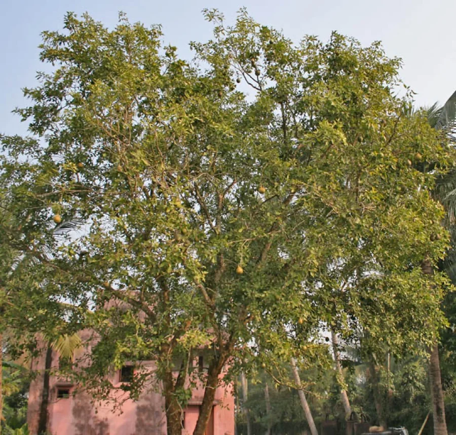 Bael Fruit Tree / Vilvam - State Tree of Puducherry