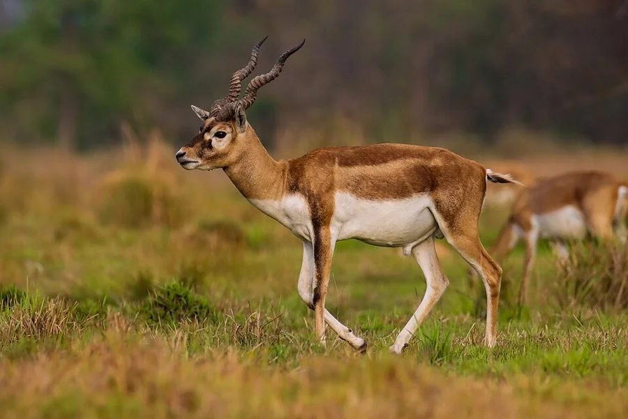 Blackbuck - State Animal of Punjab