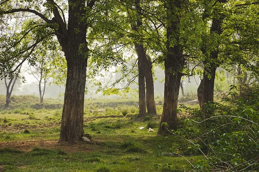 Indian Rosewood / Sheesham - State Tree of Punjab