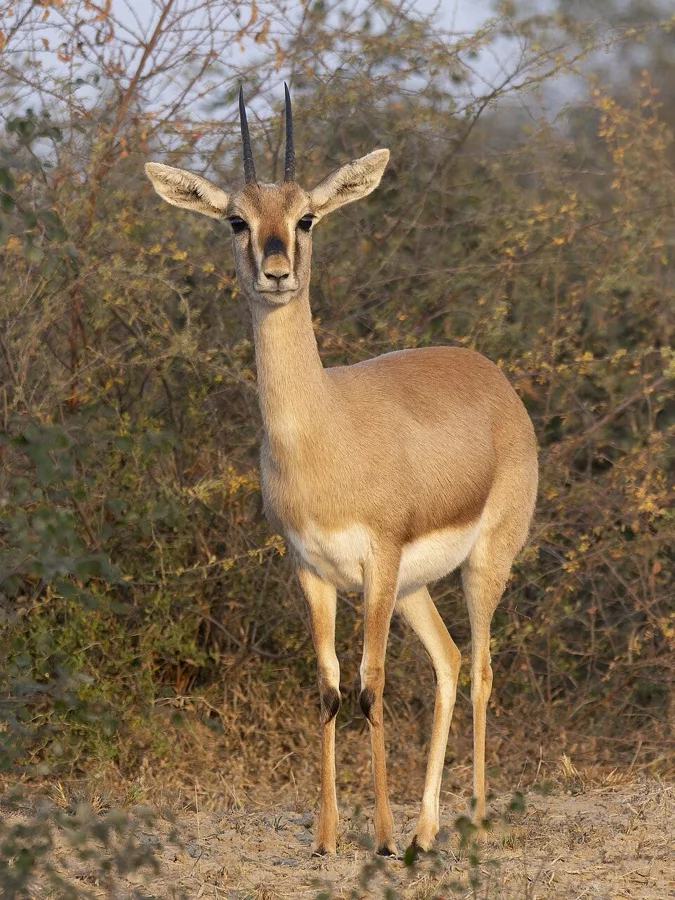 Chinkara / Indian Gazelle - State Animal (Wild) of Rajasthan