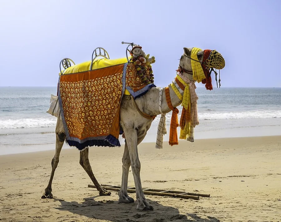 Dromedary Camel - State Animal (Heritage) of Rajasthan