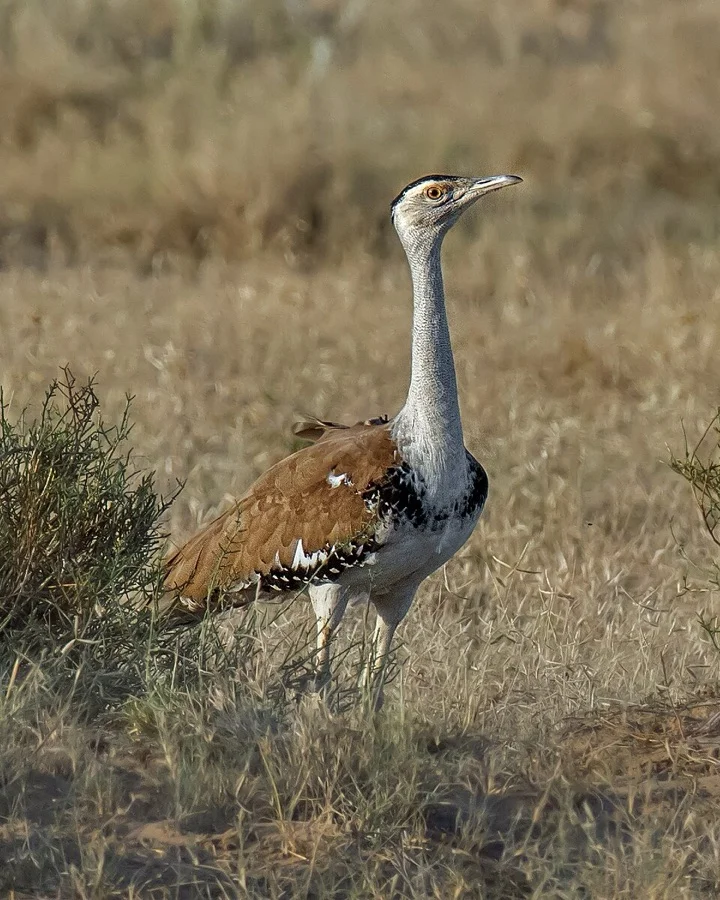 Great Indian Bustard / Godawan - State Bird of Rajasthan