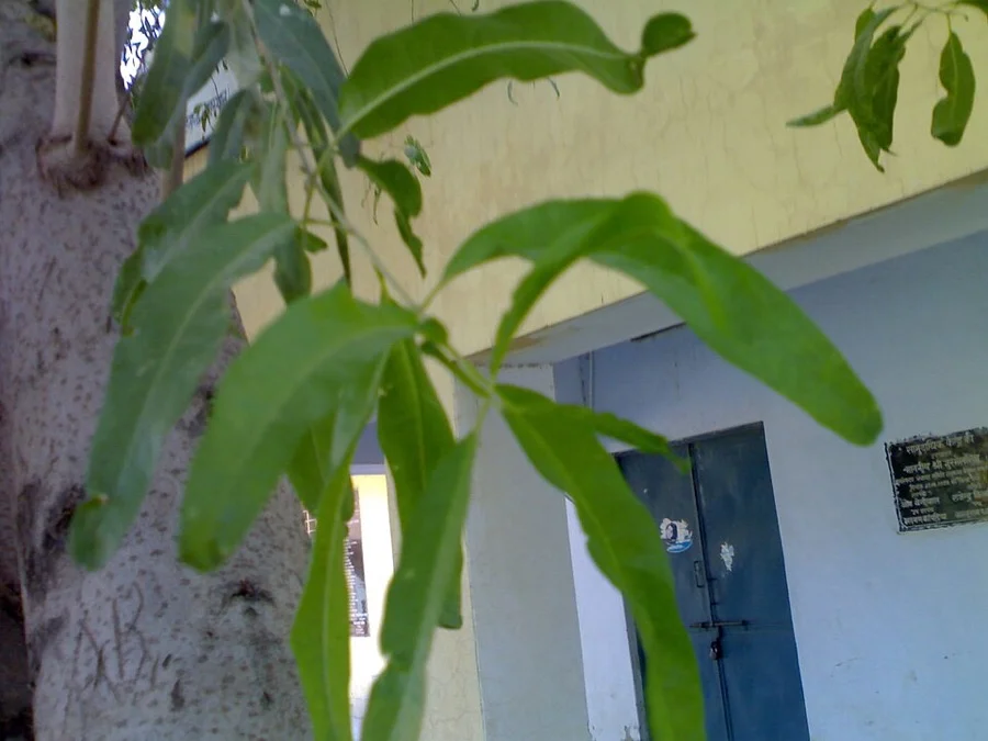 Rohida / Desert Teak - State Flower of Rajasthan