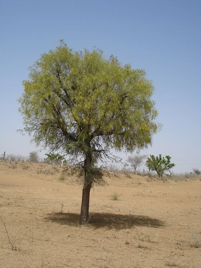 Khejri Tree - State Tree of Rajasthan